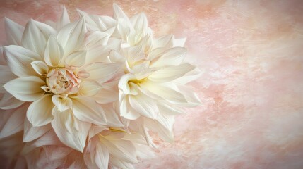 Close-up of beautifully arranged pink dahlias on a pastel pink background with romantic feel made with Generative AI technology