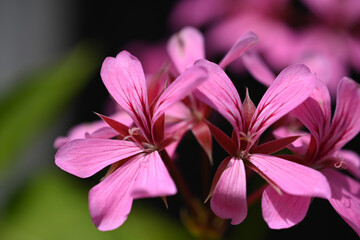 Mazzo di fiori rosa con petali tondi