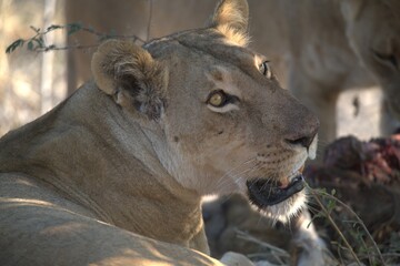 Lion in wild savanna , animal of africa