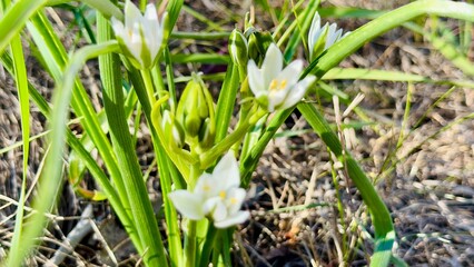 white crocuses in the garden