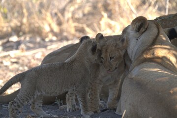 Lion in wild savanna , animal of africa