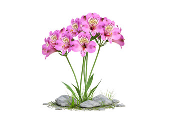 Obraz premium Pink Flowering Plant with Rocks and Grass