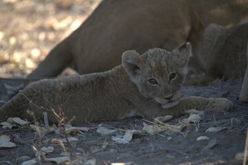 Lion in wild savanna , animal of africa