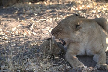 Lion in wild savanna , animal of africa