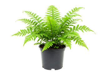 Fototapeta premium Potted Fern Isolated on Transparent Background
