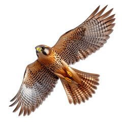 Kestrel in flight isolated on transparent background.