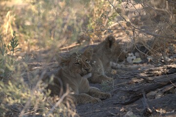 Lion in wild savanna , animal of africa