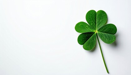 Delicate green clover leaf close-up nature minimalist background top-down view symbol of luck
