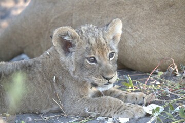 lion in wild savanna , Animal of africa