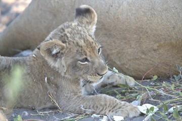 lion in wild savanna , Animal of africa
