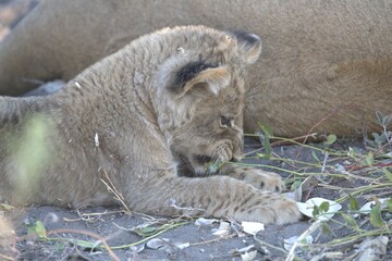 lion in wild savanna , Animal of africa