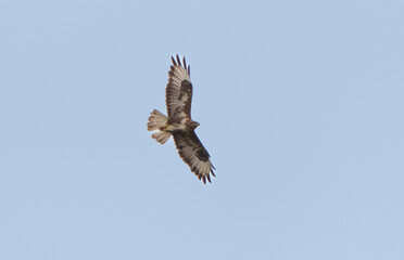 Buzzard flying above
