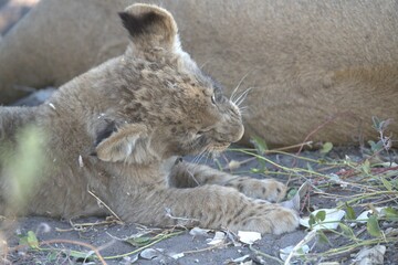 lion in wild savanna , Animal of africa