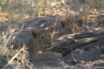 lion in wild savanna , Animal of africa