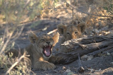 lion in wild savanna , Animal of africa