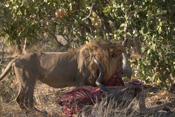 lion in wild savanna , Animal of africa