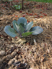 Piccola pianta di cappuccio rosso che nasce su orto biologico con compost naturale