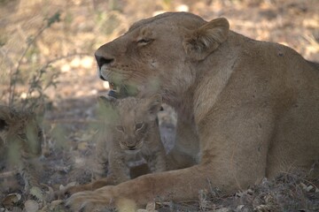 lion in wild savanna , Animal of africa