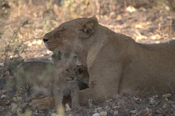 lion in wild savanna , Animal of africa