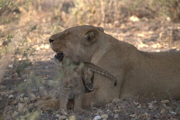lion in wild savanna , Animal of africa