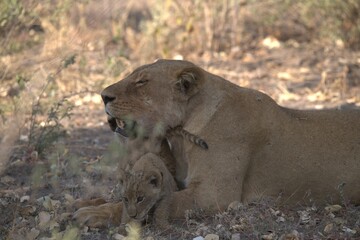 lion in wild savanna , Animal of africa