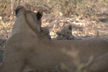 lion in wild savanna , Animal of africa