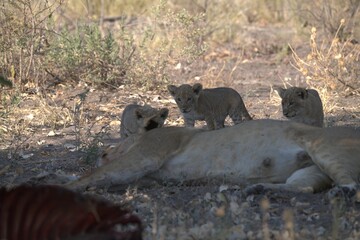 lion in wild savanna , Animal of africa