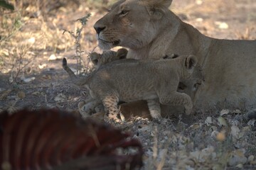 lion in wild savanna , Animal of africa
