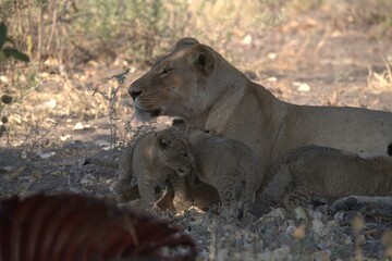 lion in wild savanna , Animal of africa