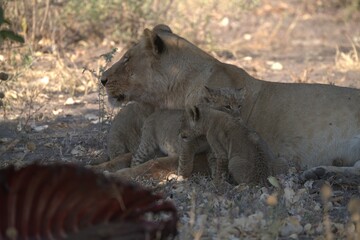 lion in wild savanna , Animal of africa