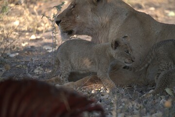 lion in wild savanna , Animal of africa