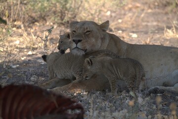 lion in wild savanna , Animal of africa