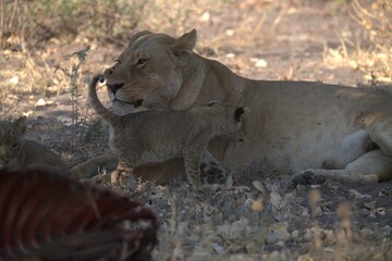 lion in wild savanna , Animal of africa