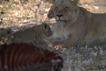 lion in wild savanna , Animal of africa