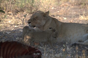 lion in wild savanna , Animal of africa