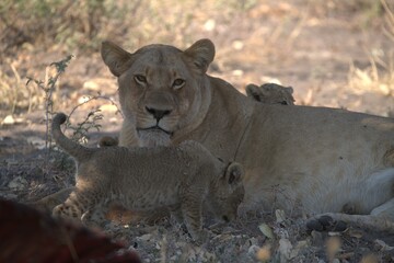 lion in wild savanna , Animal of africa