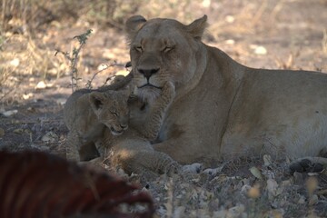 lion in wild savanna , Animal of africa