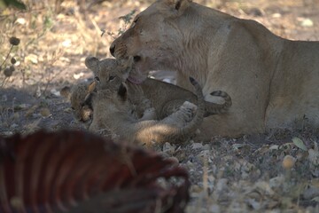 lion in wild savanna , Animal of africa