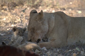 lion in wild savanna , Animal of africa