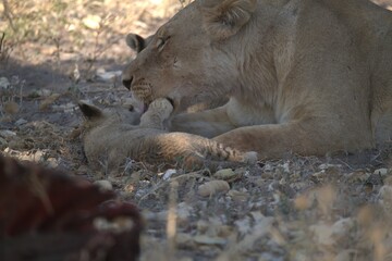 lion in wild savanna , Animal of africa