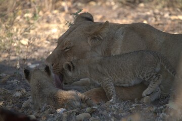 lion in wild savanna , Animal of africa