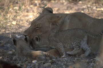 lion in wild savanna , Animal of africa