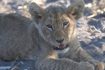 lion in wild savanna , Animal of africa
