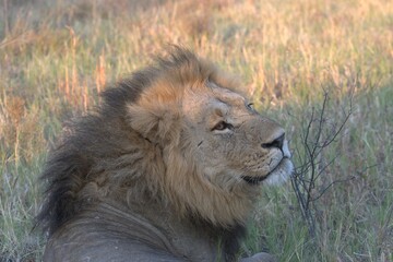 lion in wild savanna , Animal of africa