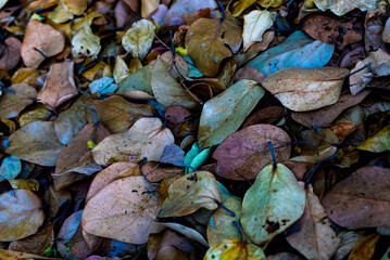 A bird calls from above as a deer walks softly over dry leaves. Nearby, a gentle river flows, weaving life through the quiet forest scene.