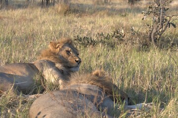 lion in wild savanna , Animal of africa