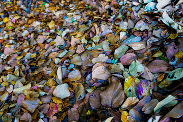 A bird calls from above as a deer walks softly over dry leaves. Nearby, a gentle river flows, weaving life through the quiet forest scene.