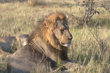 lion in wild savanna , Animal of africa