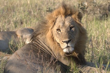 lion in wild savanna , Animal of africa
