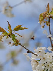 A garden spider sits in its nearly invisible web between blooming cherry tree branches. A...